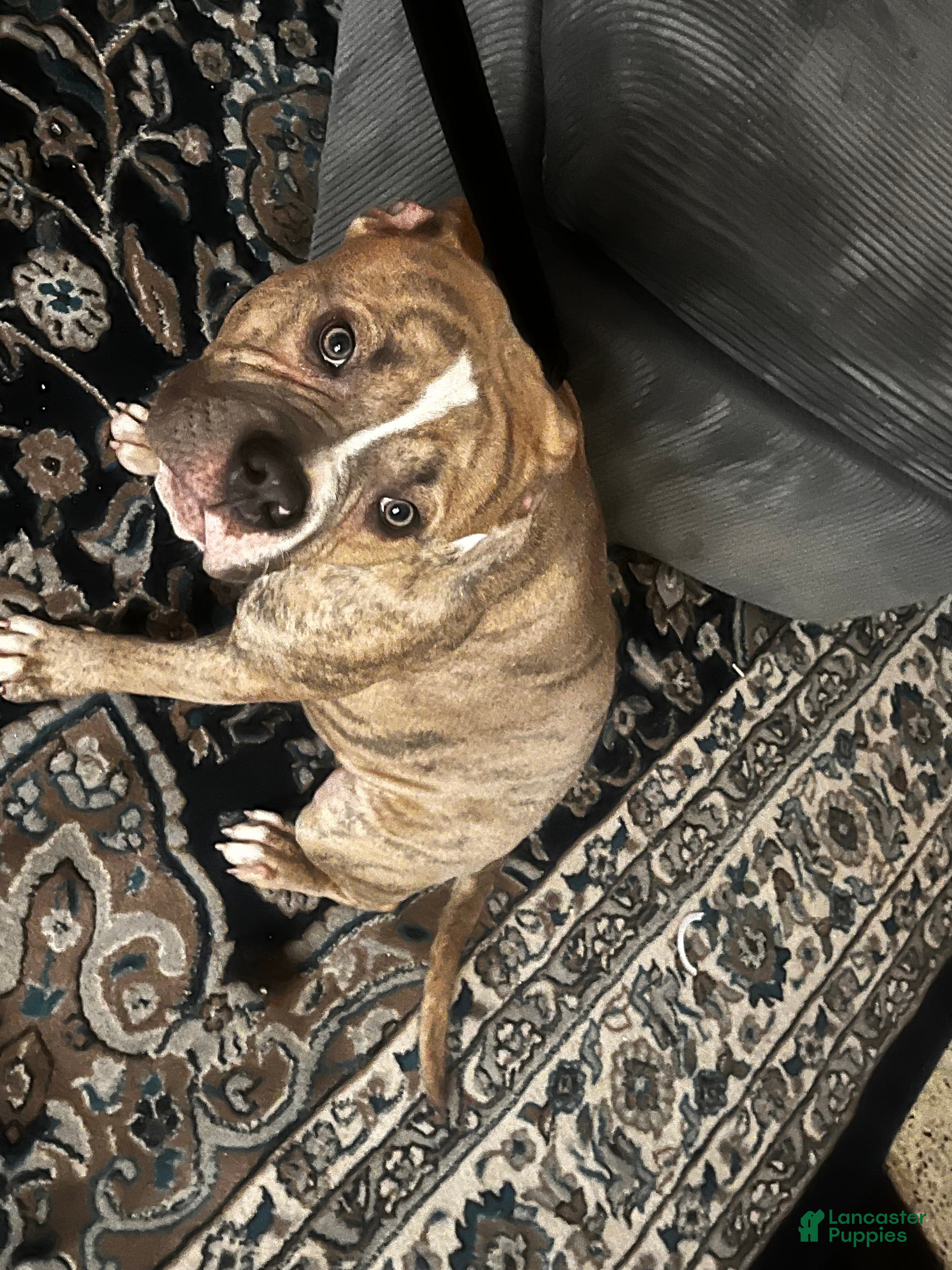 Mixed Breed dogs Mixed Breed Puppy 1 - Ad 2