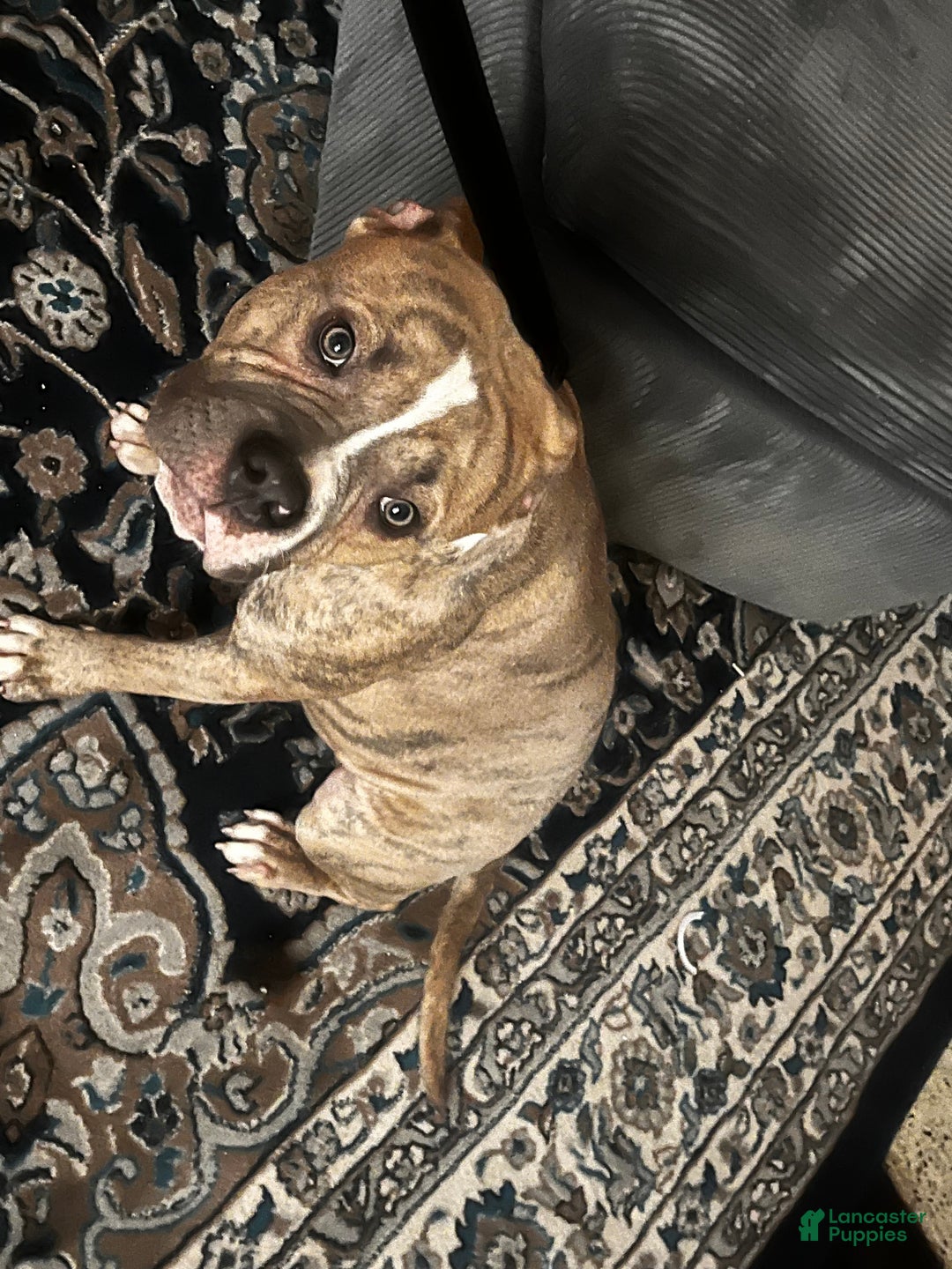 Mixed Breed dogs for sale: Mixed Breed Puppy 1 - Ad 1