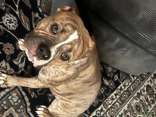 Mixed Breed dogs Mixed Breed Puppy 1 - Ad 2