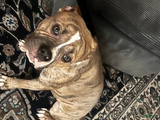 Mixed Breed dogs Mixed Breed Puppy 1 - Ad 4