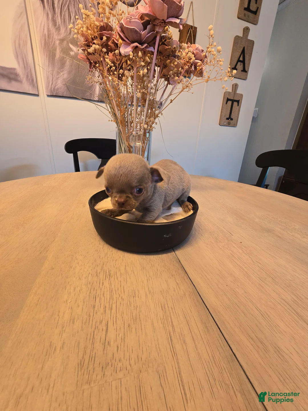 Chihuahua dogs for sale: alli - Ad 2