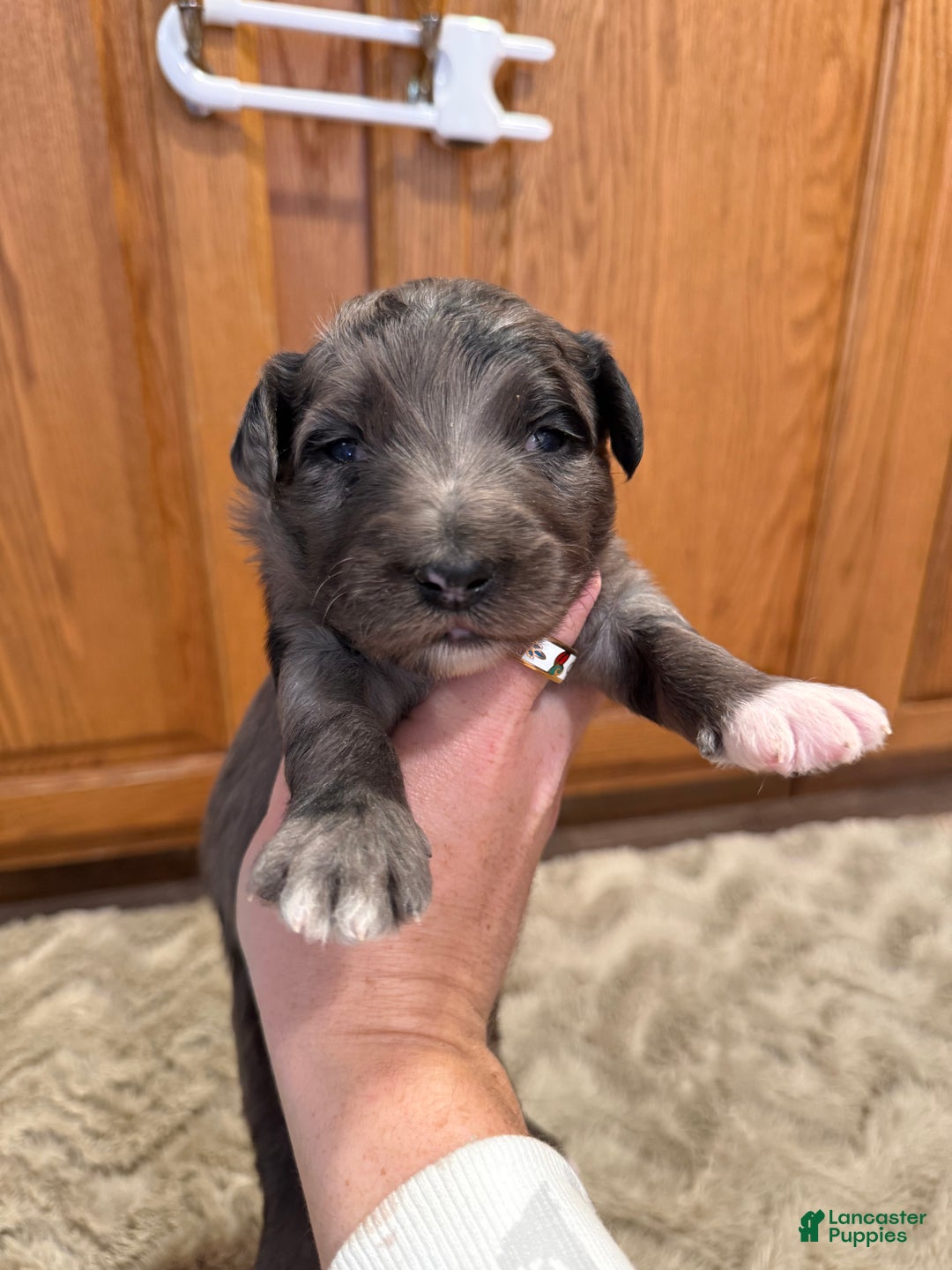 Goldendoodle dogs for sale: Malcom - Ad 1