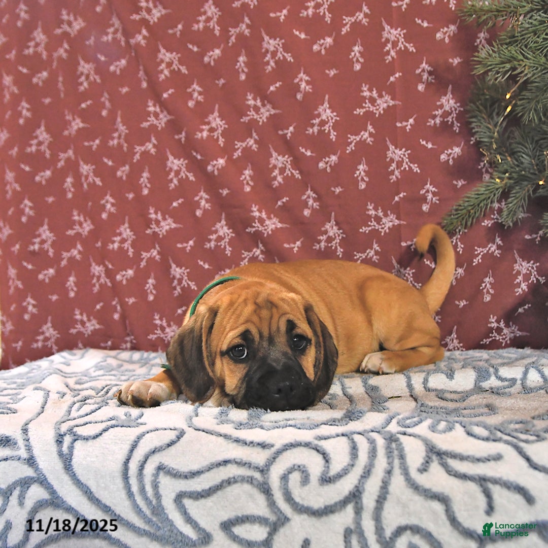 Puggle dogs for sale: Herbo - Ad 3