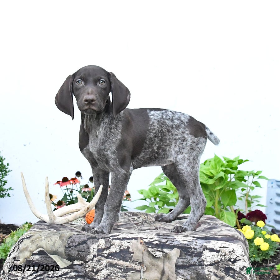 German Shorthaired Pointer dogs Daisy - Ad 2