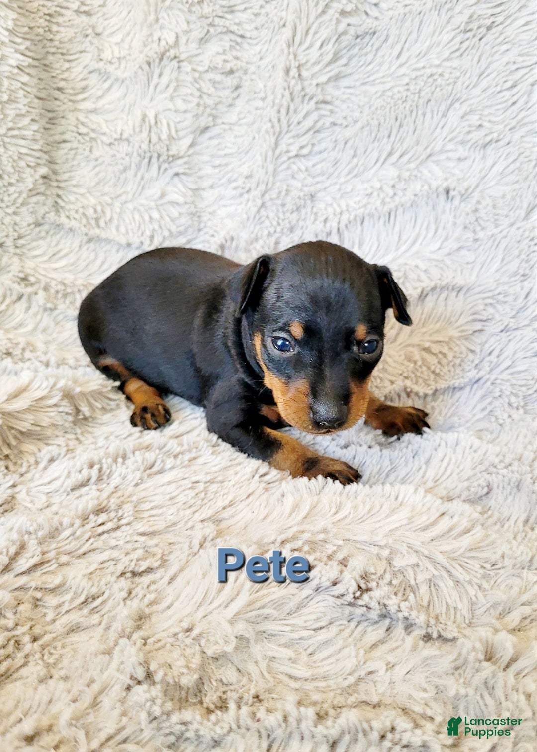 Miniature Pinscher dogs for sale: Pete - Ad 1