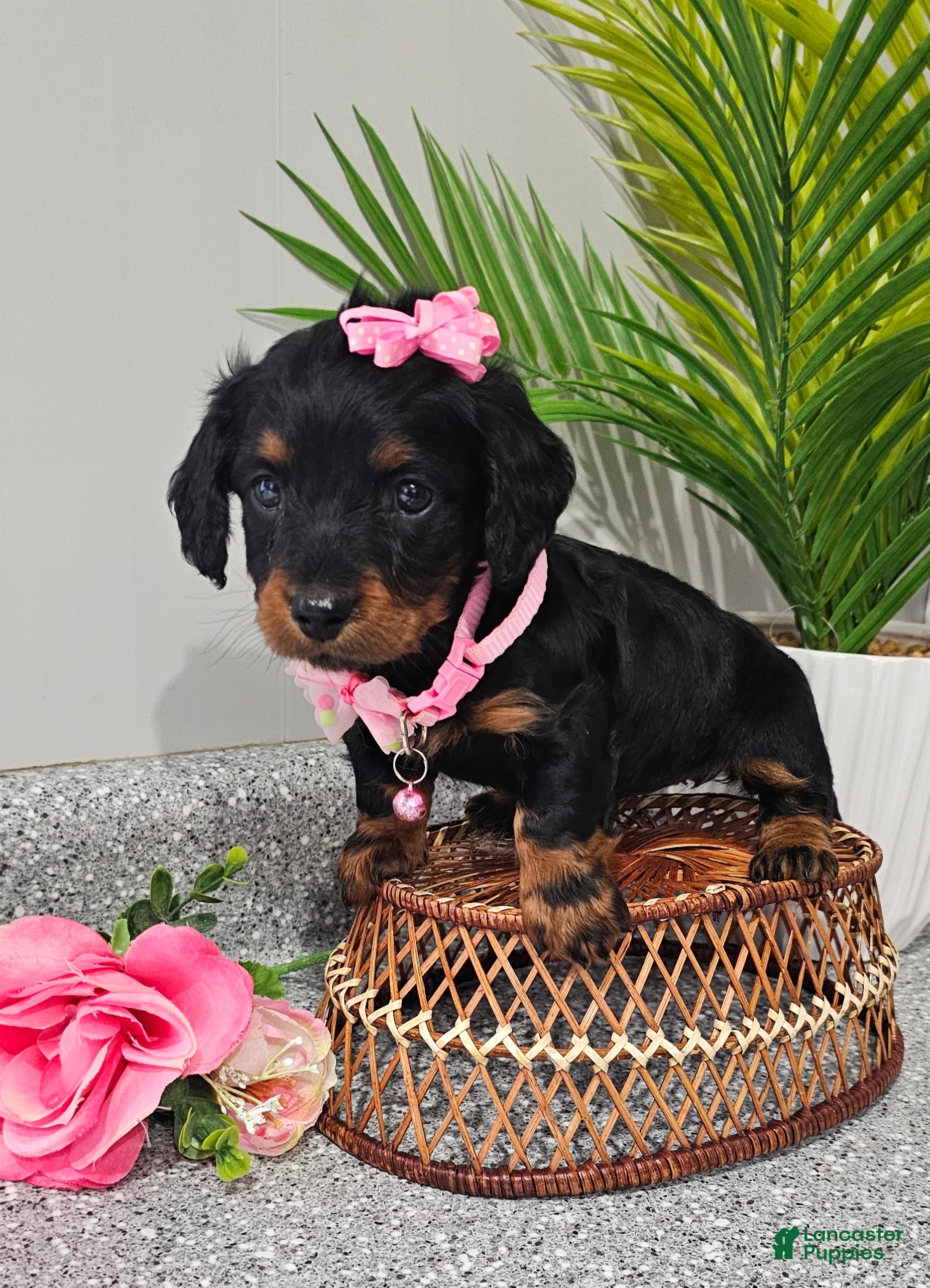 Miniature Dachshund dogs Lil Lady - Ad 1