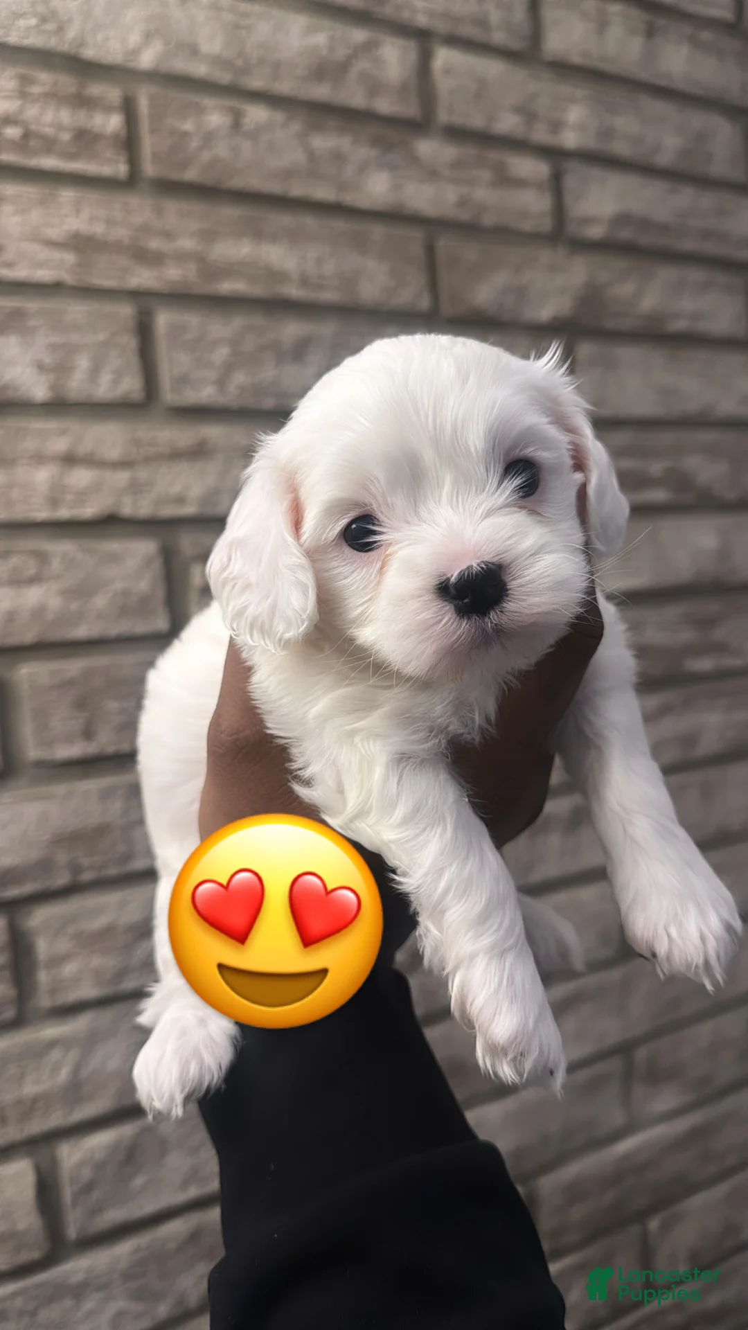 Cavapoo dogs for sale: Snow - Ad 1
