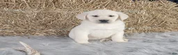 Labrador Retriever dogs for sale: Jordan - Ad 1