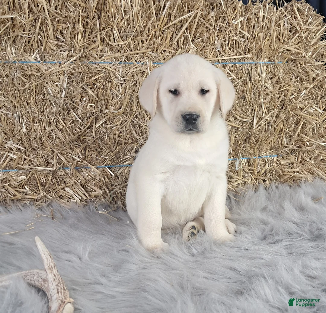 Labrador Retriever dogs for sale: Jordan - Ad 1