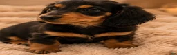 Miniature Dachshund dogs for sale: Tini - Ad 7