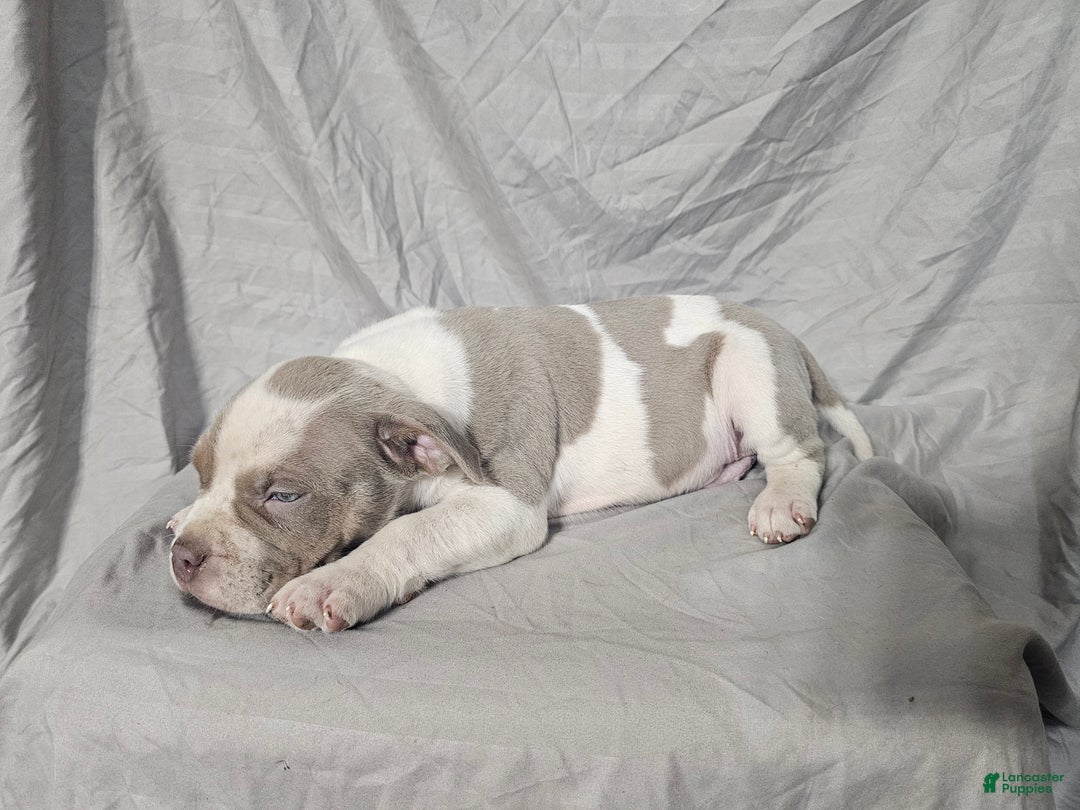 American Bully dogs for sale: Bruiser - Lilac Pied - Ad 14