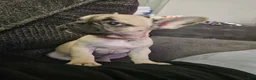 French Bulldog dogs for sale: Pink - Ad 2