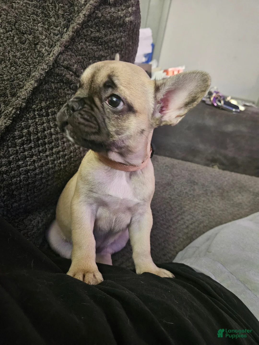 French Bulldog dogs for sale: Pink - Ad 2
