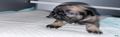 French Bulldog Puppy 4
