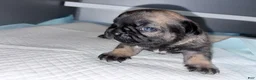 French Bulldog dogs for sale: French Bulldog Puppy 4 - Ad 1