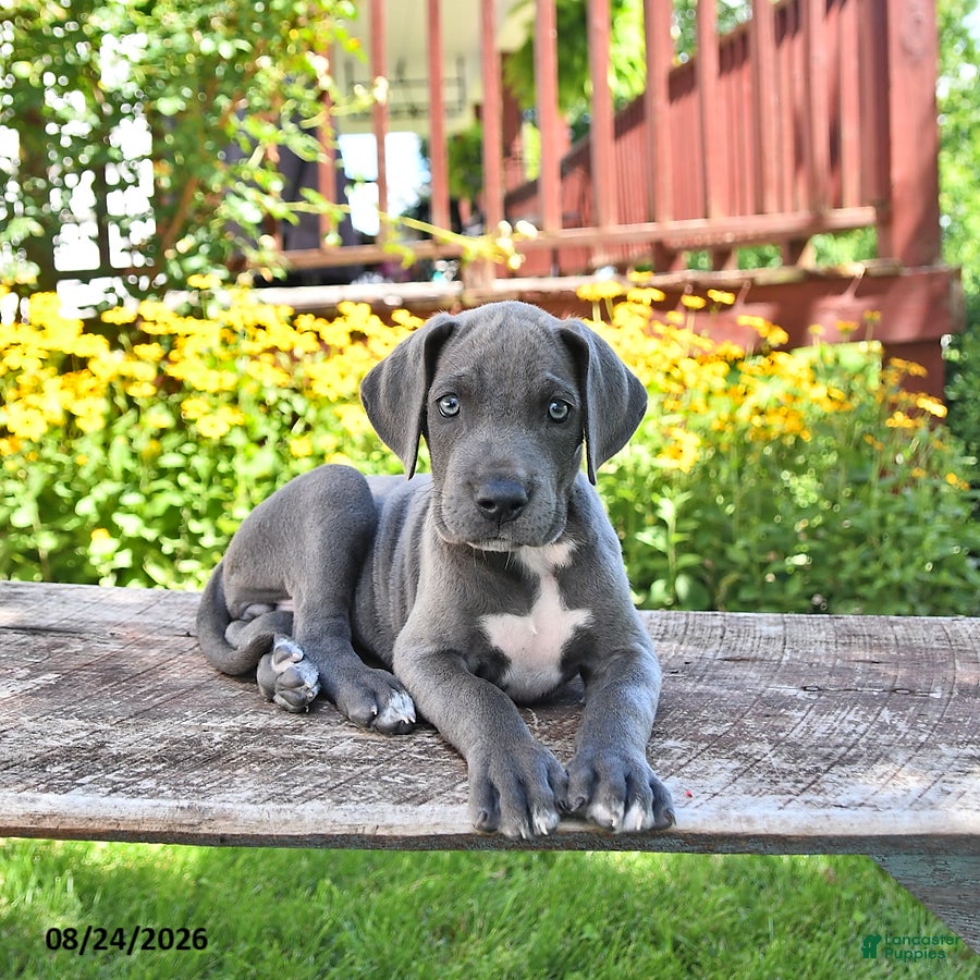 Great Dane dogs Lilly - Ad 1