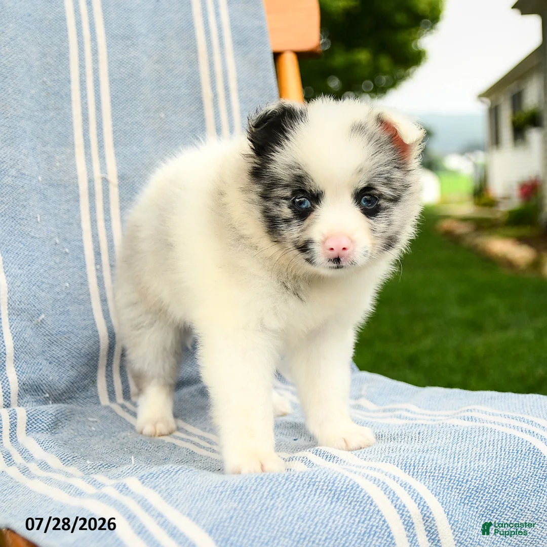 Pomeranian dogs for sale: Maddie - Ad 2