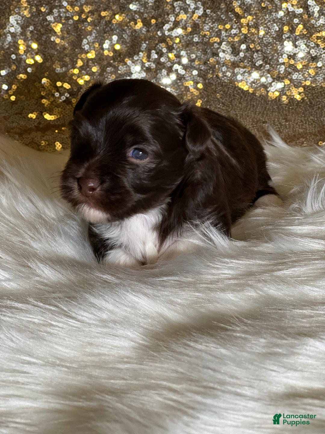 Havanese dogs for sale: Chewy - Ad 4