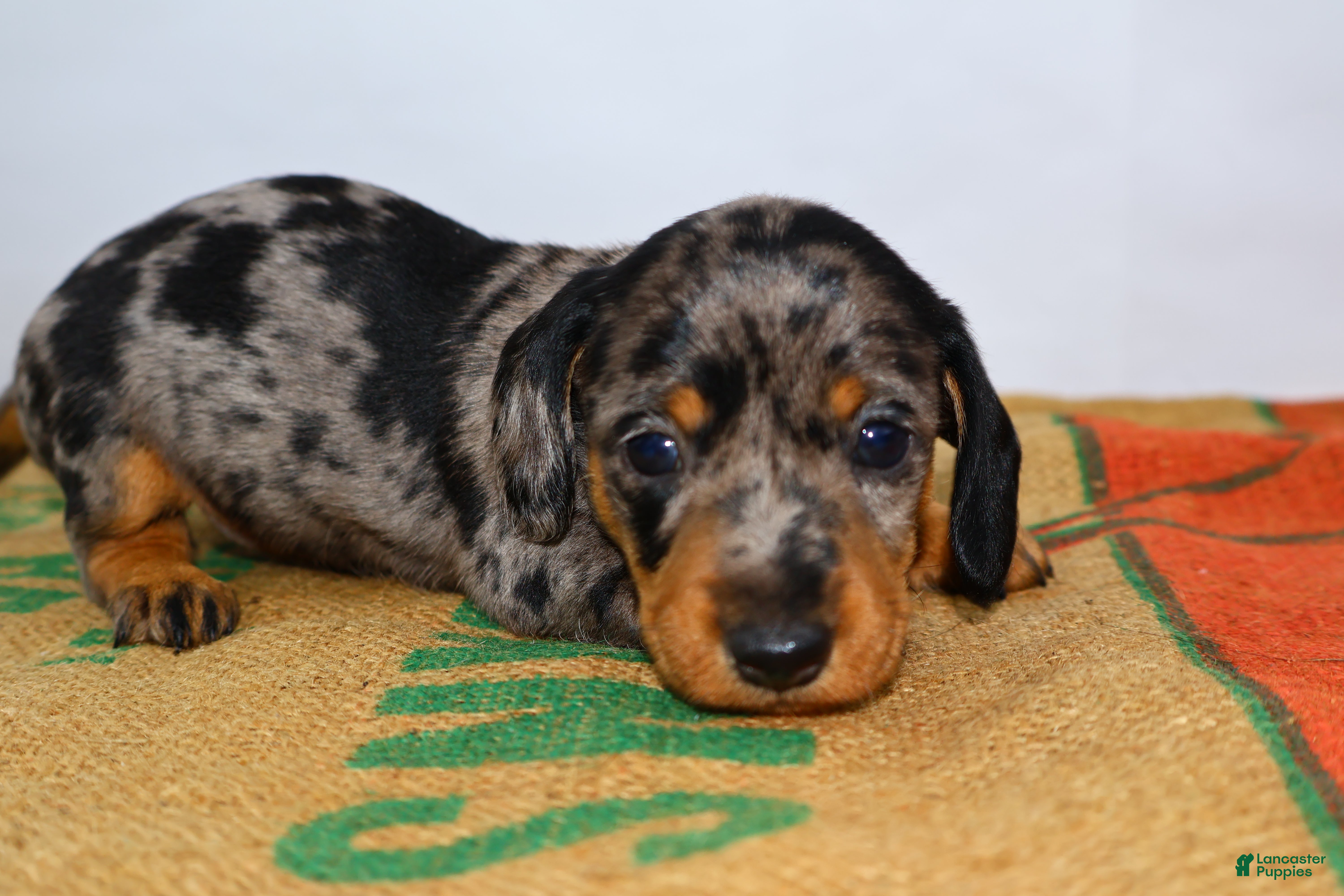 Miniature Dachshund dogs Coco - Ad 17