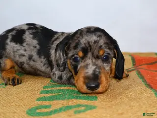 Miniature Dachshund dogs Coco - Ad 17