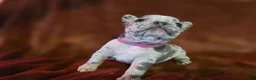 French Bulldog dogs for sale: Ruby - Ad 6