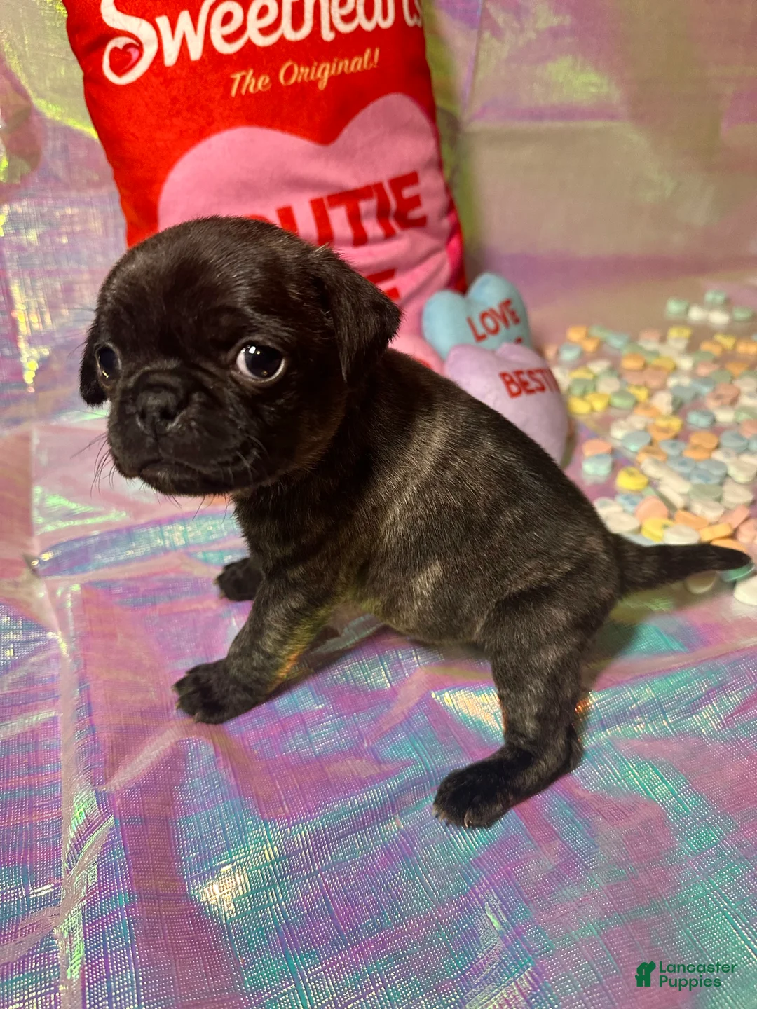 Pug dogs for sale: Snickerdoodle - Ad 4