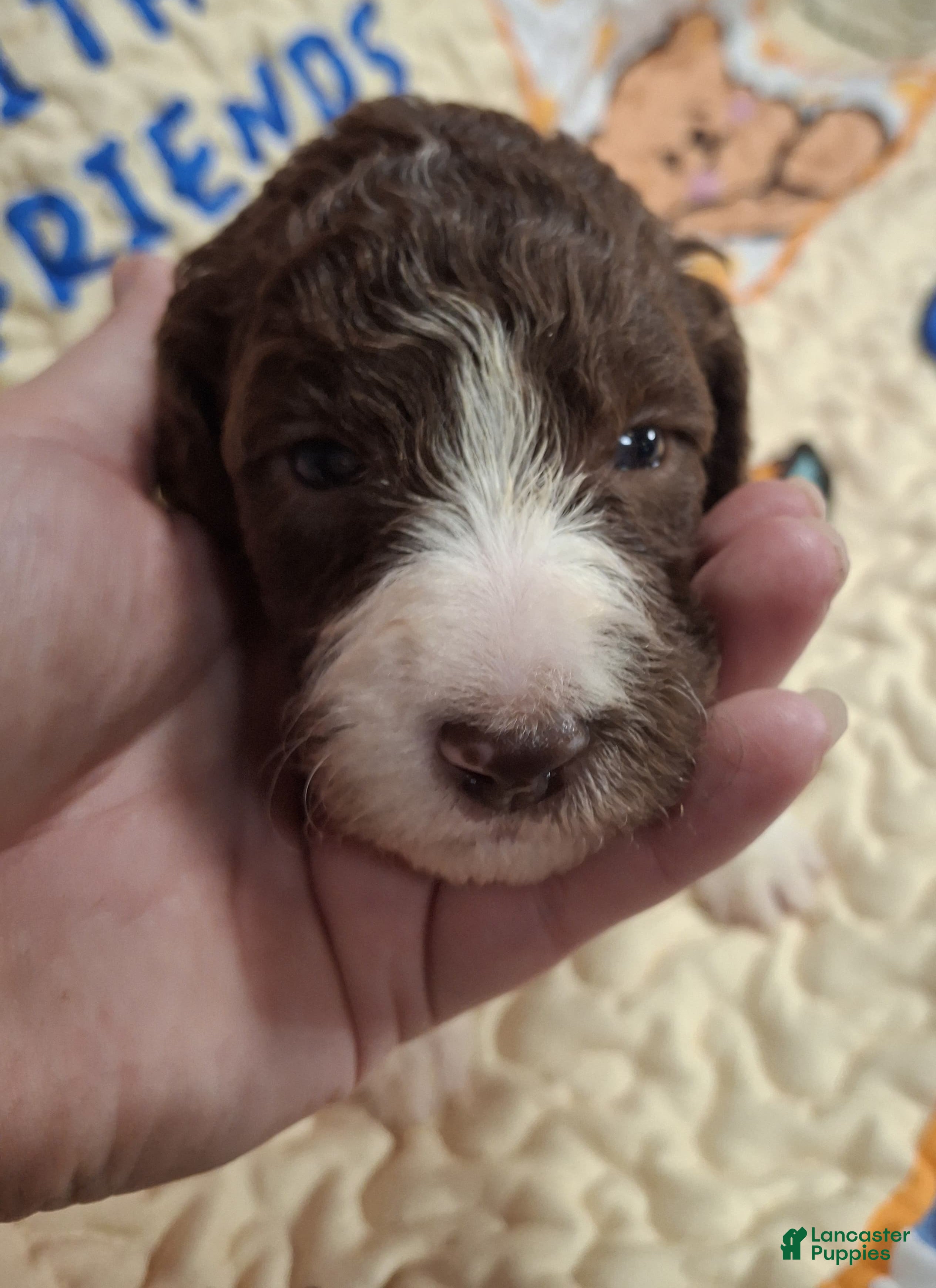 Labradoodle dogs Garbanzo - Ad 24