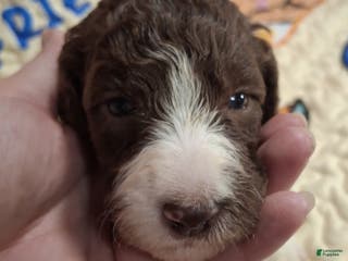 Labradoodle dogs Garbanzo - Ad 2