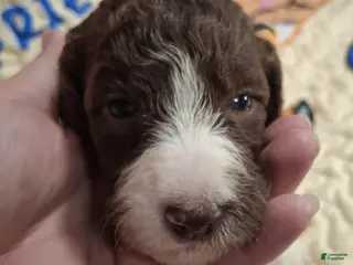 Labradoodle dogs Garbanzo - Ad 27