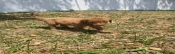 Goldendoodle dogs for sale: Rose - Ad 3