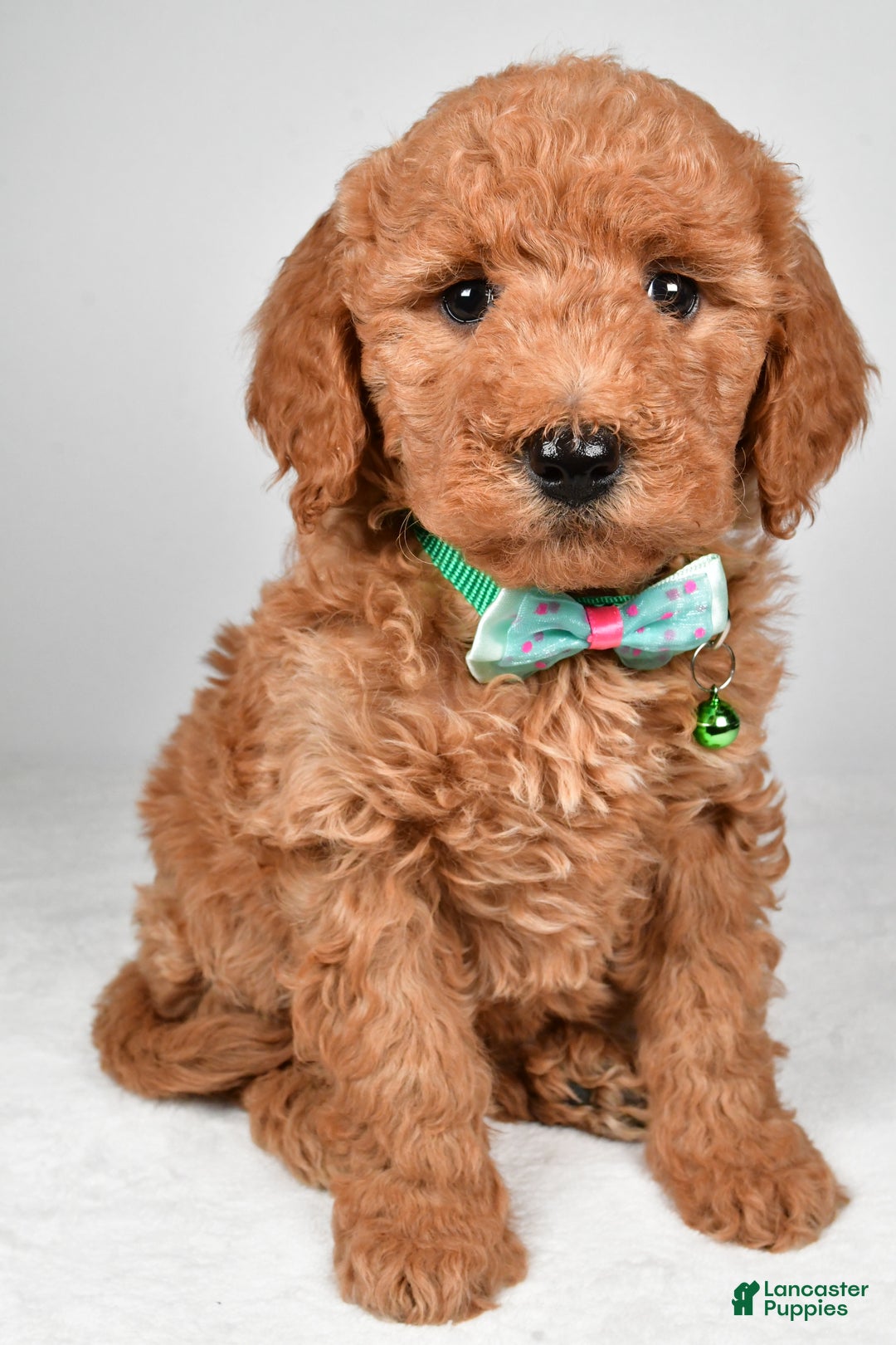 Mini Goldendoodle dogs for sale: Rusty f one b - Ad 6