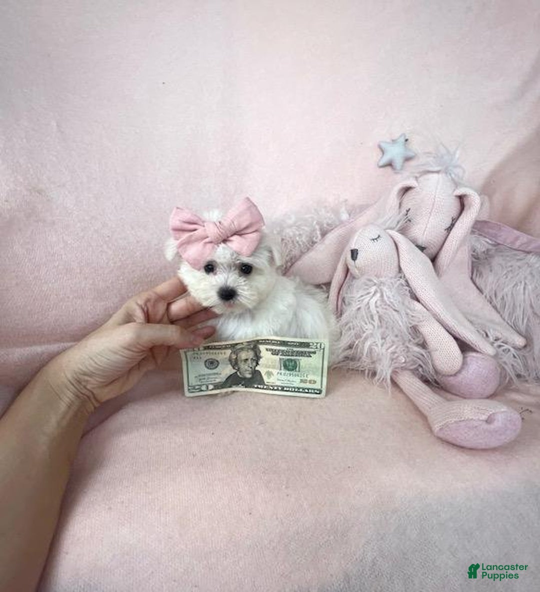 Maltese dogs for sale: Meet Myrta! Maltese Puppy - Ad 5