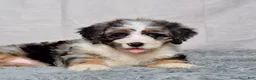 Bernedoodle dogs for sale: Winnie - Ad 2