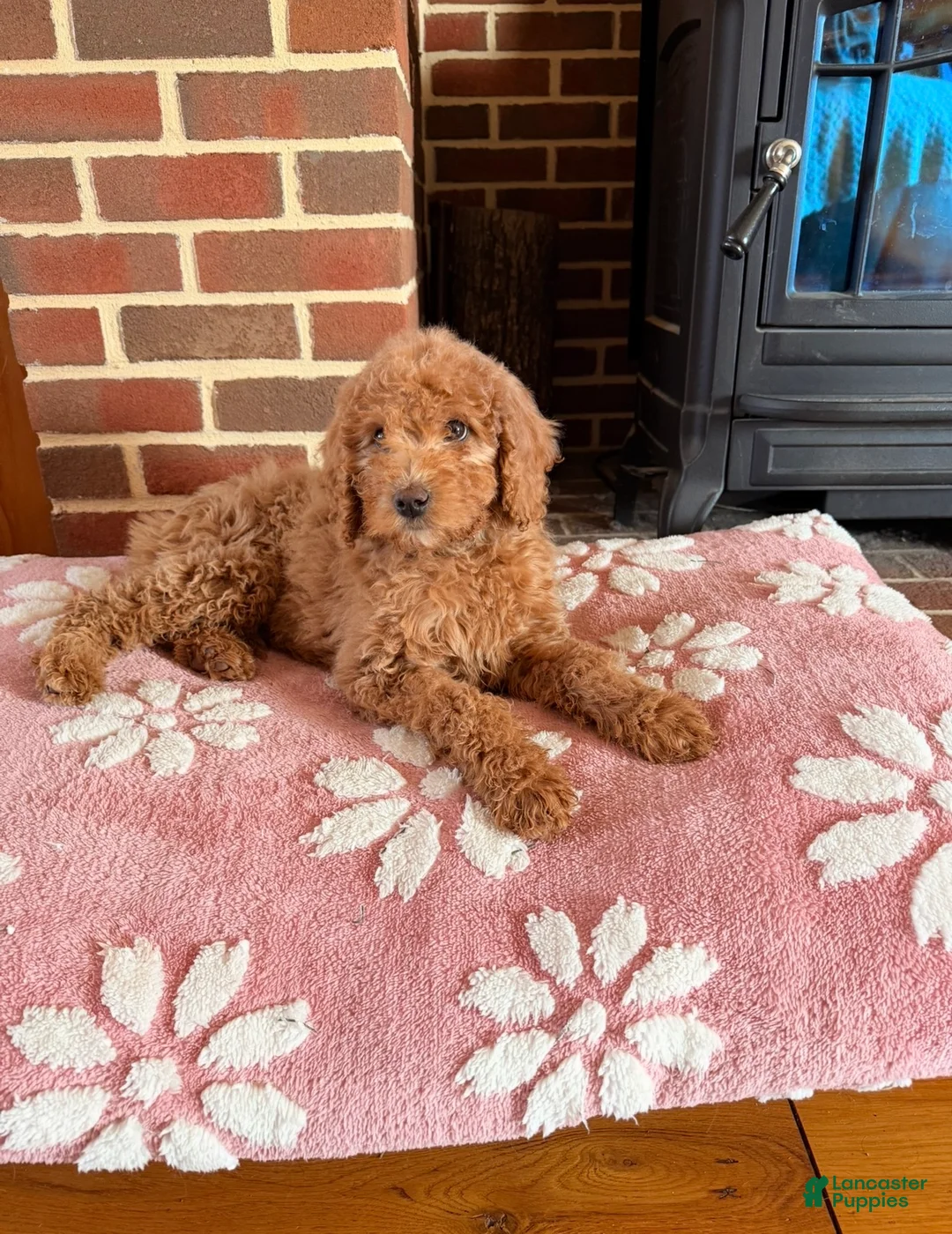 Irish Doodle dogs for sale: Irish Doodle Puppy 1 - Ad 4