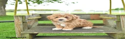 Mixed Breed dogs for sale: Rover - Ad 3
