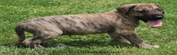 Great Dane dogs for sale: Murphy - Ad 4