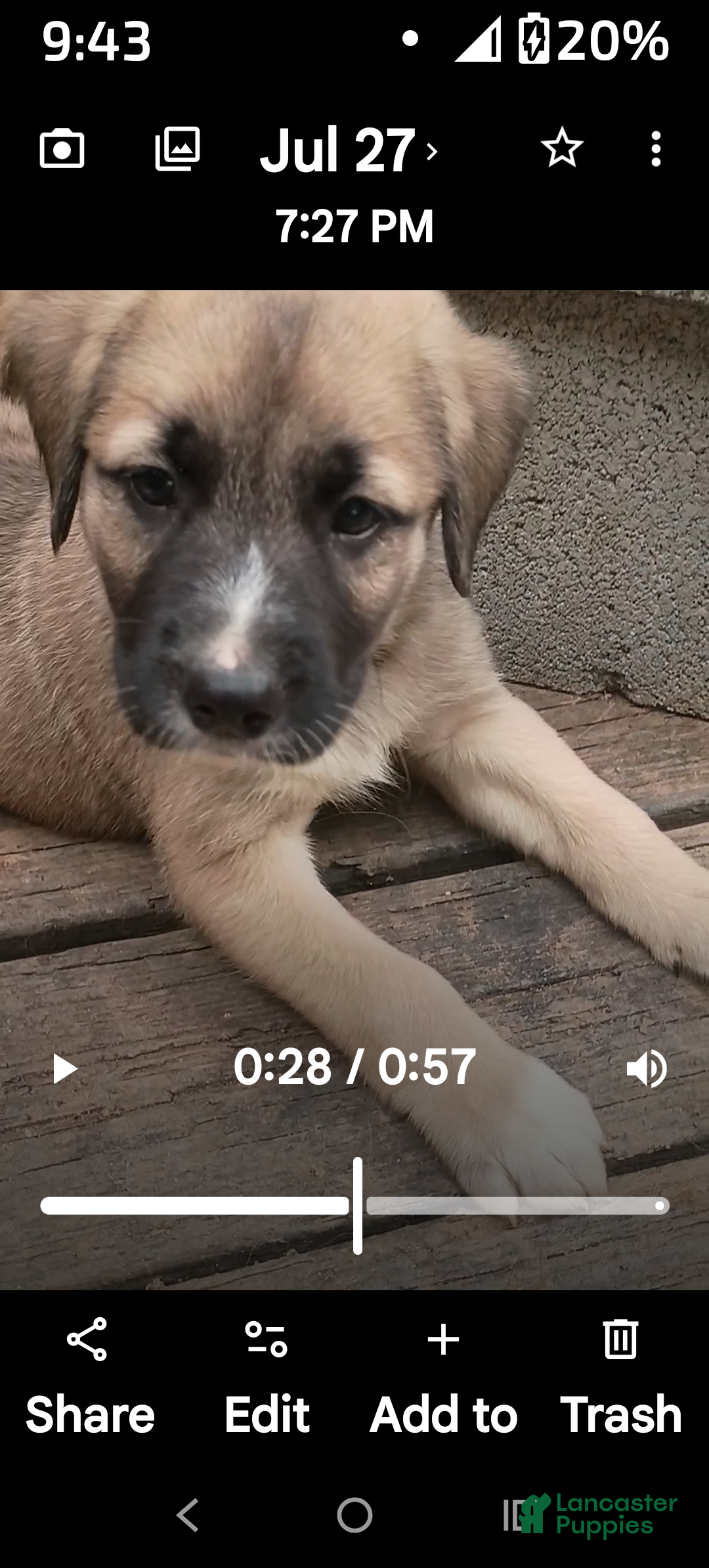 Mixed Breed dogs OSCAR - Ad 30