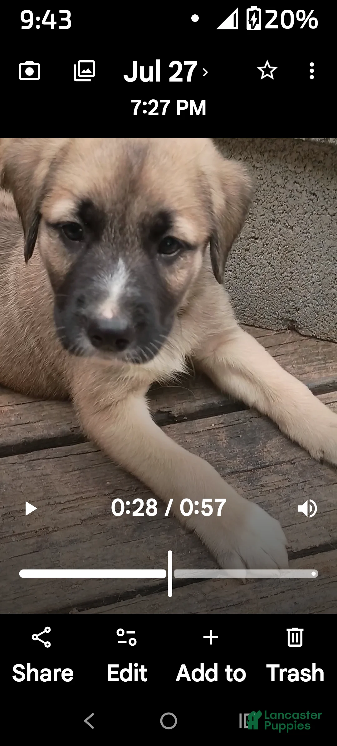 Mixed Breed dogs for sale: OSCAR - Ad 1