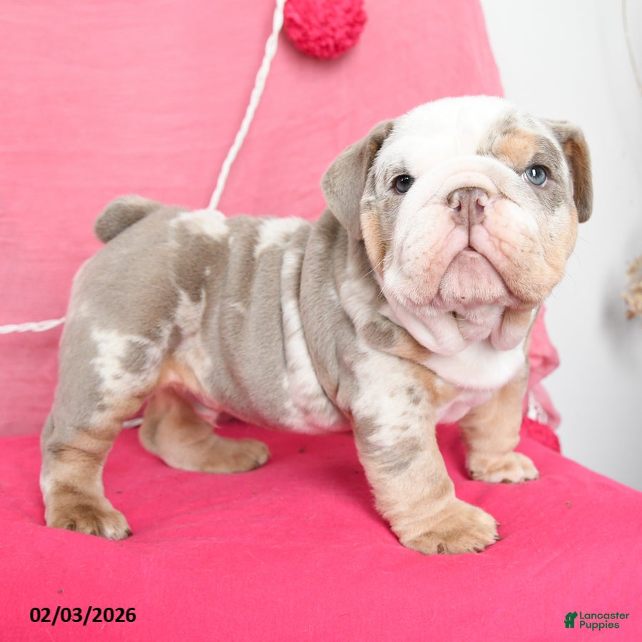 English Bulldog dogs Hans  - Ad 3