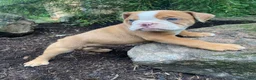 English Bulldog dogs for sale: Harley - Ad 5