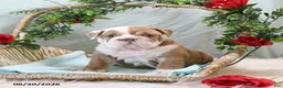 English Bulldog dogs for sale: Belle - Ad 3