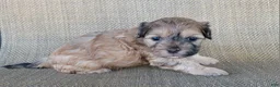 Shihpoo dogs for sale: Paris  - Ad 5