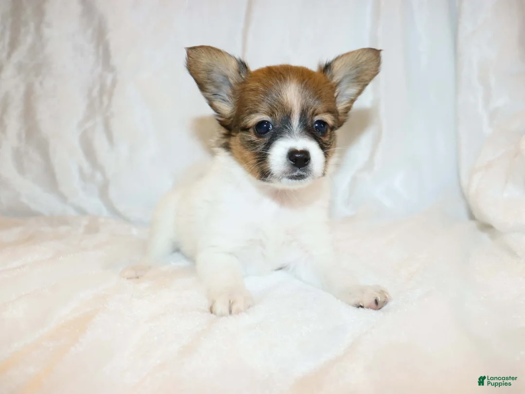 Papillon dogs for sale: Blue boy(Sunny) - Ad 6
