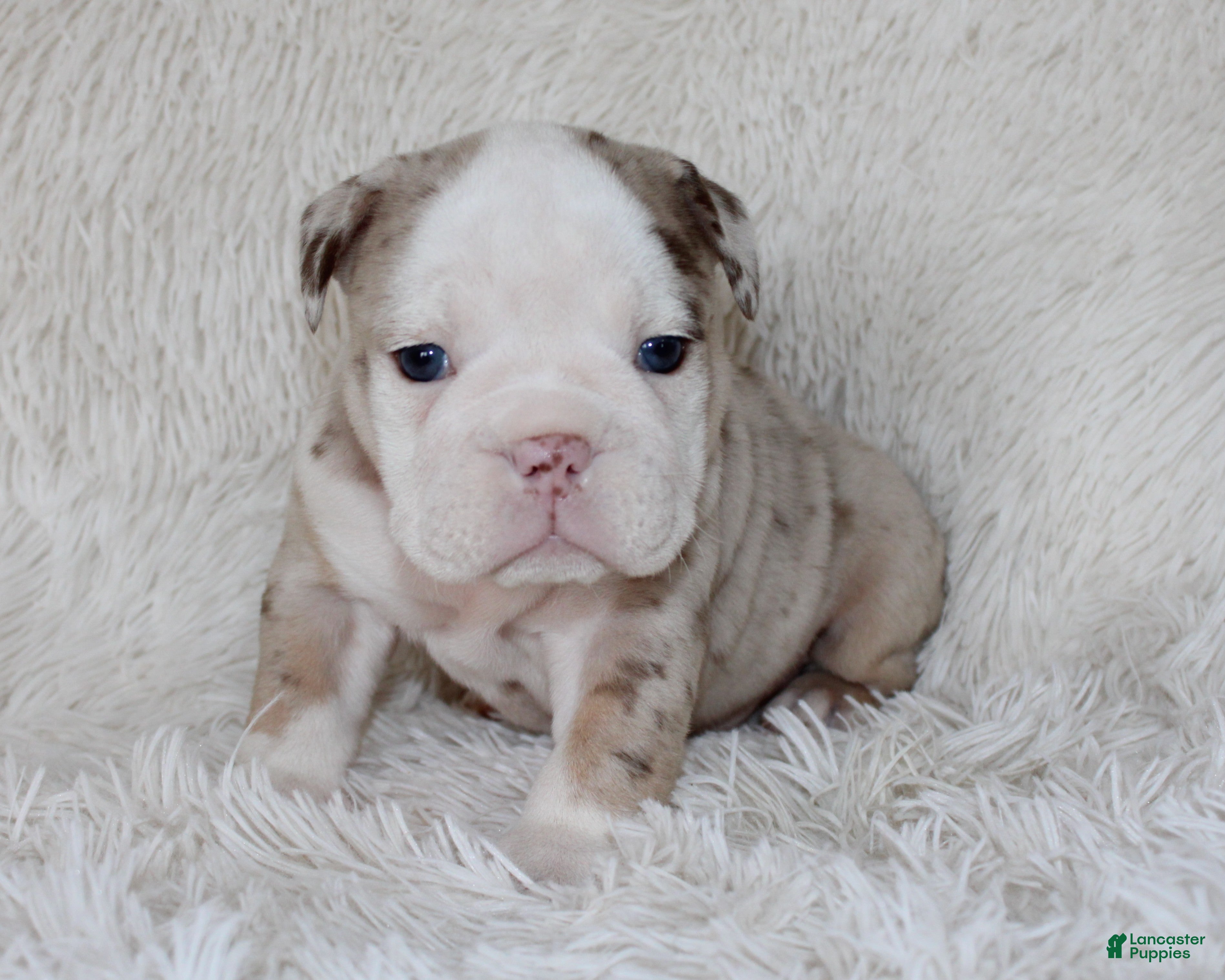 English Bulldog dogs Nala - Ad 1