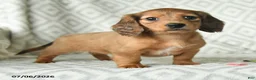 Dachshund dogs for sale: Blossem - Ad 4