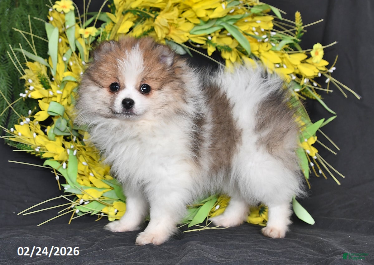 Pomeranian dogs Mason - Ad 1