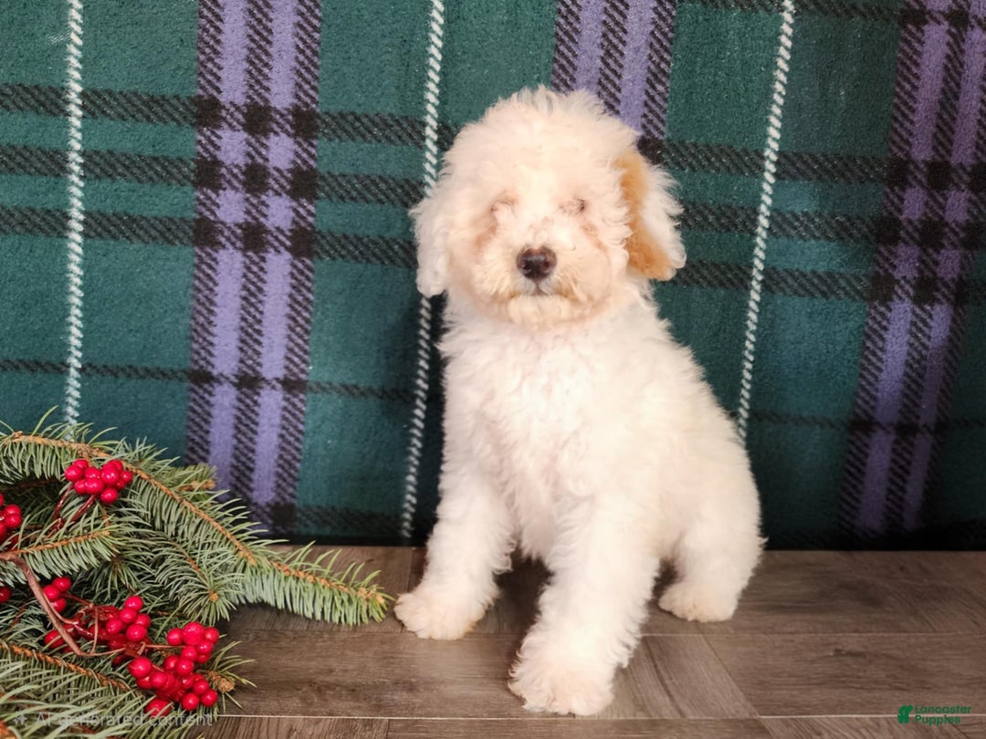 Mini Bernedoodle dogs for sale: Rudolph - Ad 7
