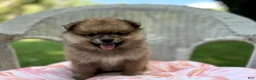 Pomeranian dogs for sale: Teddy - Ad 3