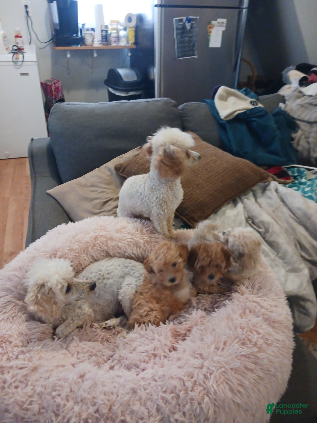 Toy Poodle dogs for sale: Polly - Ad 10
