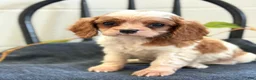 Cavalier King Charles Spaniel dogs for sale: Noble - Ad 13
